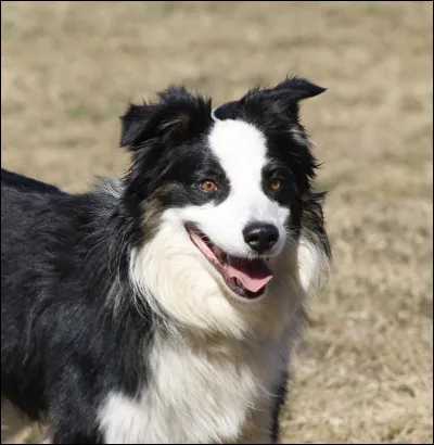 Les chiens voient-ils seulement en noir et blanc ?