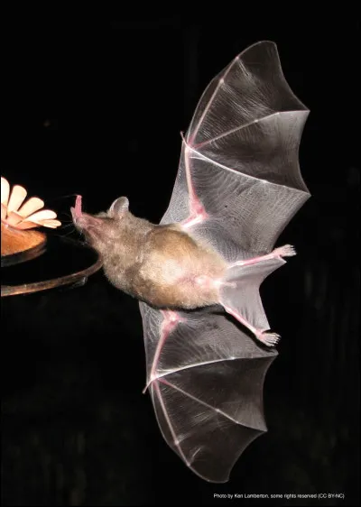 Les chauves-souris sont-elles r&eacute;ellement aveugles ?