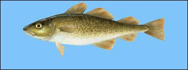 D : dos de cabillaud. De quelle couleur est le dos de cabillaud (cuit) ?