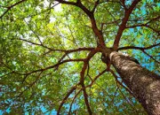 Quiz Quiz sur les esp�ces d'arbres