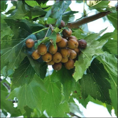 Quelle est cette esp&egrave;ce ?