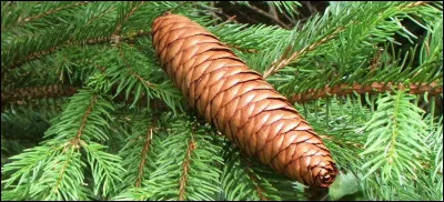 Quelle est cette esp&egrave;ce ?