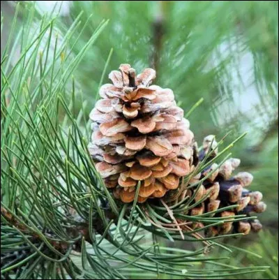 Quelle est cette esp&egrave;ce ?