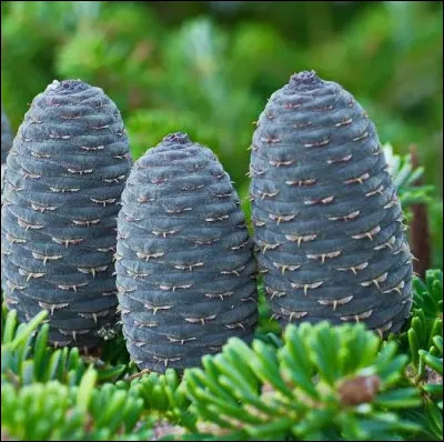 Quelle est cette esp&egrave;ce ?