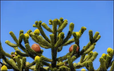 Quelle est cette esp&egrave;ce ?