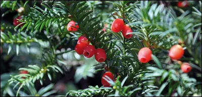 Quelle est cette esp&egrave;ce ?