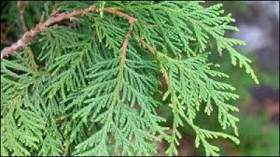 Quelle est cette esp&egrave;ce ?