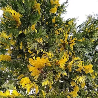 Quelle est cette esp&egrave;ce ?