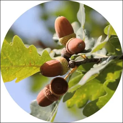 Quelle est cette esp&egrave;ce ?