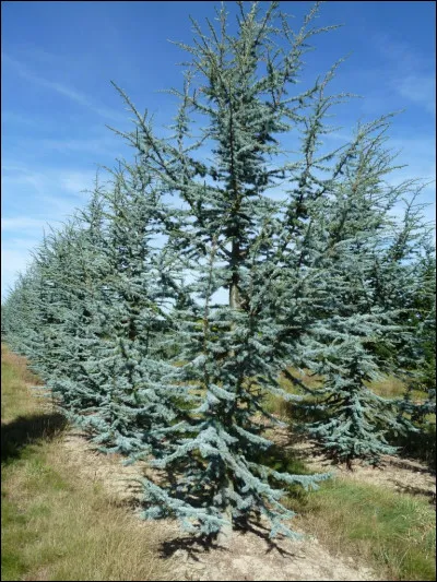 Quelle est cette esp&egrave;ce ?