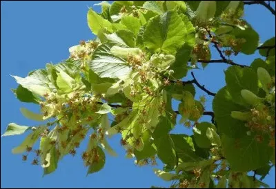 Quelle est cette esp&egrave;ce ?