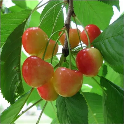 Quelle est cette esp&egrave;ce ?