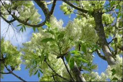 Quelle est cette esp&egrave;ce ?