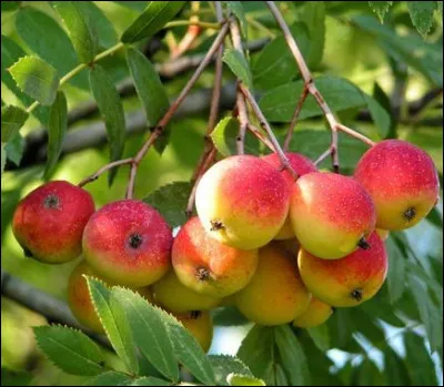 Quelle est cette esp&egrave;ce ?