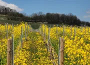 Quiz Nature en jaune