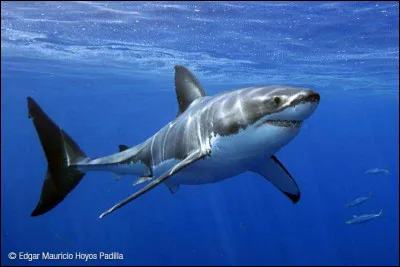 Le grand requin blanc est le plus grand poisson du monde.