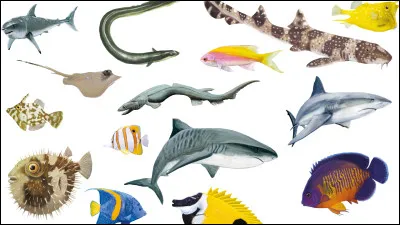 Il y a plus de 30 000 esp&egrave;ces de poissons r&eacute;pertori&eacute;es dans le monde.