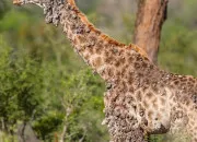 Quiz Quelles sont ces marques ?