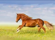 Quiz Quiz �quitation