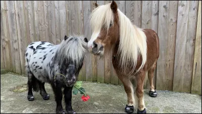 Quelle est la race de ce cheval ?