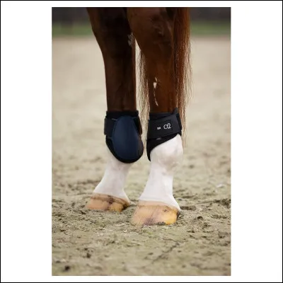 Quel est ce membre ?