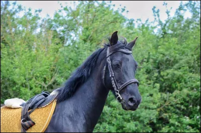 Comment appelle-t-on le cou d'un cheval ?