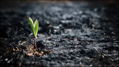 La belle-de-nuit et la belle-de-jour existent :