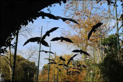 Vous &ecirc;tes &agrave; nouveau dans le parc (C'est Halloween). Vous venez de passer sous quelque chose, et voici la vue qui s'offre &agrave; vous en levant les yeux. Sous quoi venez-vous de passer ?