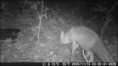Dans quel lieu ou endroit peut-on rencontrer un "renard des surfaces" ?