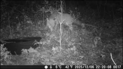 Dans la mythologie nordique, un dieu est associ&eacute; au renard !