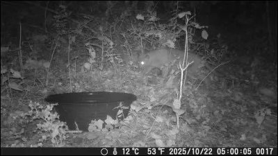 Trouvez le nom d'un chat de l'univers Disney !