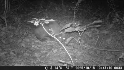 Le roman "Le Chat", de Georges Simenon, comprend trois personnages principaux, le couple de retrait&eacute; et un chat, retrouvez leurs pr&eacute;noms distinctifs ?