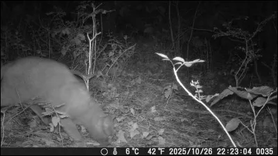 Pendant longtemps les scientifiques ont &eacute;t&eacute; persuad&eacute;s que le chat avait &eacute;t&eacute; domestiqu&eacute; il y a 4000 ans en Egypte, puis la d&eacute;couverte d'un caveau mortuaire de 9200 ans contenant la d&eacute;pouille d'un homme et d'un chat a tout remis en question, o&ugrave; cela s'est-il pass&eacute; ?