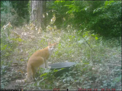 Comment fut surnomm&eacute; Oscar, le chat qui surv&eacute;cut &agrave; plusieurs bateaux coul&eacute;s durant la seconde guerre mondiale ?