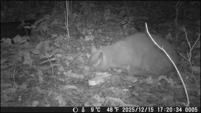Dans lequel de ces trois romans peut-on lire les aventures d'un chat qui apporte des r&eacute;v&eacute;lations aidant &agrave; r&eacute;soudre un meurtre ?