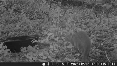 Dans quelle ville tarnaise, la chatte "Dix-sept", s'est-elle fait conna&icirc;tre sur Instagram ?