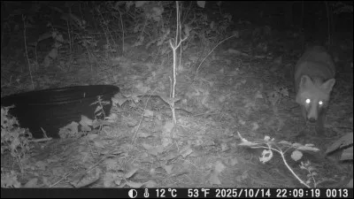 Quel pays a le renard des sables (fennec) comme embl&egrave;me national ?