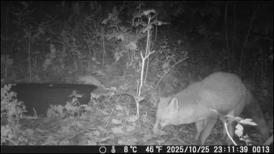 Trouvez le nom de deux constellations limitrophes de la constellation du Petit Renard !