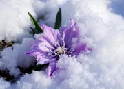 Test Quelle fleur es-tu ? 🌺🌷🌸