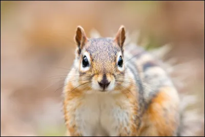 Quatorze &eacute;cureuils ont &eacute;t&eacute; arr&ecirc;t&eacute;s pour espionnage en Iran...