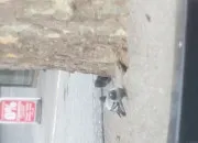 Quiz Quiz sur les oiseaux