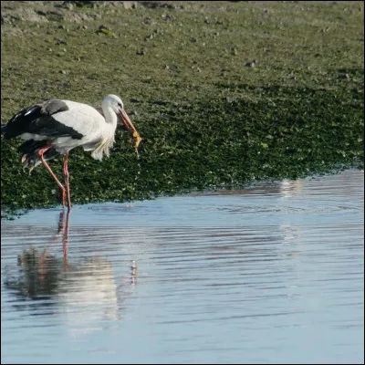 Quel est cet oiseau &agrave; longues pattes ?