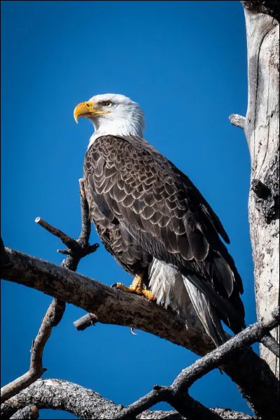 Quel est cet oiseau ?