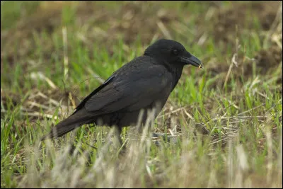 Quel est cet oiseau ?