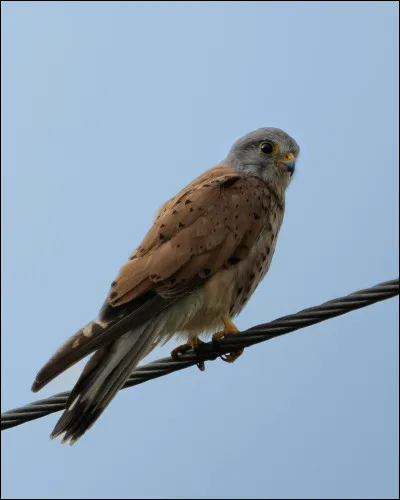 Quel est cet oiseau ?