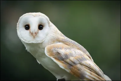 Ce petit oiseau est une chouette...