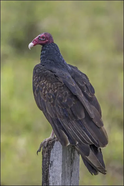 Quel est cet oiseau ?