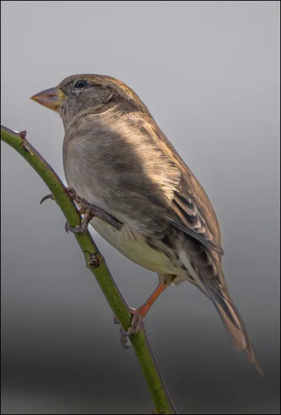 Quel est ce petit oiseau ?