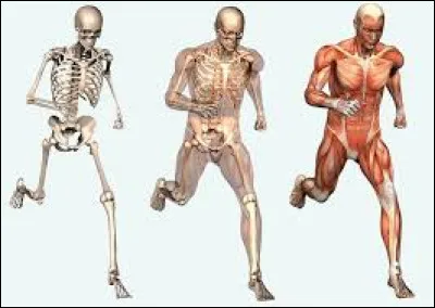 Dans notre corps, de quel appareil (ou syst&egrave;me d�organes) le "foie" fait-il partie ?