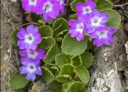 Quiz Douze fleurs de printemps � retrouver